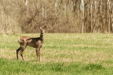 View on a roe deer on a field