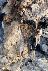 close-up burnt tree texture on nature