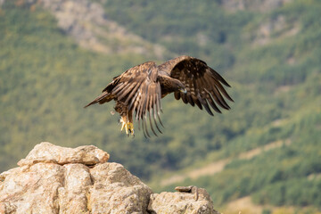 Aguila real )Aquila chrysaetos, Sierra de Guadarrama, Madrid, Espa&ntilde;a