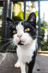 Beautiful street cat
