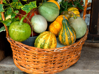 basket with small decorative pumpkins