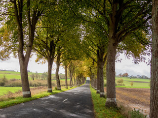 Fototapeta na wymiar landscape with road and trees on both sides