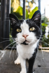 Beautiful street cat