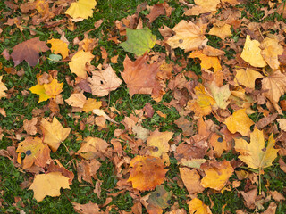 Beautiful autumn composition of yellow maple leaves on the green grass.