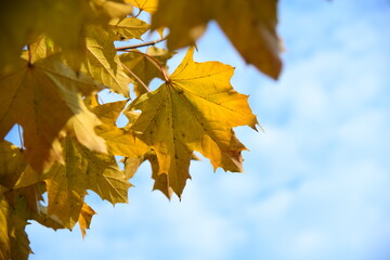 Yellow and orange leaves of maple in the sunny light on a background blue sky