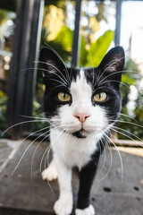 Beautiful street cat
