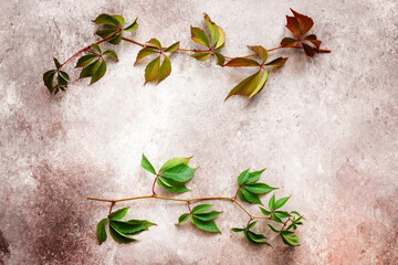 Branches of wild grapes with green and red leaves on a beige grunge background. Autumn beautiful composition. Top view, flat lay.