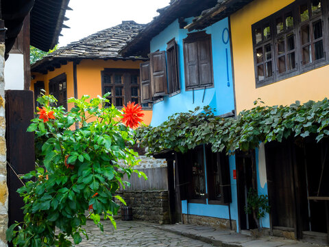 beautiful flower in the ethnographic village of Etara Bulgaria_1