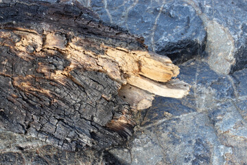 close-up burnt tree texture on nature