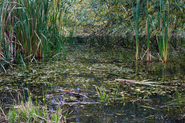 landscape with swamp, lake and rushes