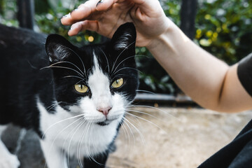 Beautiful street cat