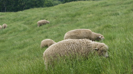 a sheep grazing in the field.
