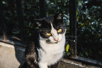 Beautiful street cat