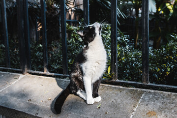 Beautiful street cat