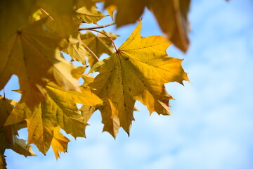 Yellow and orange leaves of maple in the sunny light on a background blue sky