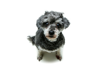 The cute crossbreed of shi tzu and poodle sitting and looking shy and funny. Isolated on a white background. 