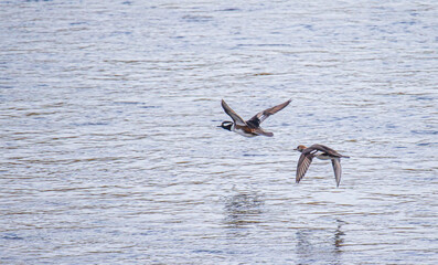 Pair of hooded mergansers flying away