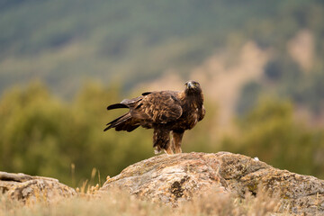 Aguila real )Aquila chrysaetos, Sierra de Guadarrama, Madrid, España