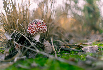 Mushroom toadstool in the forest in autumn © m
