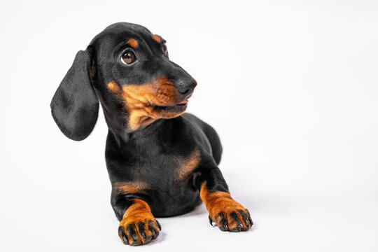 Cute dachshund puppy looks at something with surprise or suspicion, white background, copy space. Guilty baby dog listens attentively to moralizing of owner or handler.