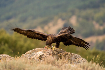 Aguila real )Aquila chrysaetos, Sierra de Guadarrama, Madrid, España