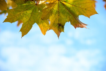 Yellow and orange leaves of maple in the sunny light on a background blue sky