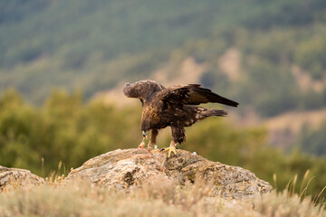 Aguila real )Aquila chrysaetos, Sierra de Guadarrama, Madrid, España