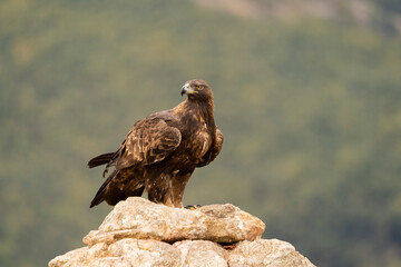 Aguila real )Aquila chrysaetos, Sierra de Guadarrama, Madrid, Espa&ntilde;a
