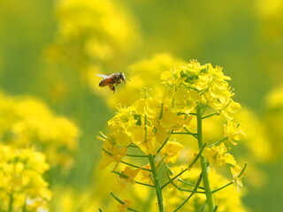 ホバリングするみつばち