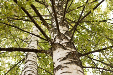 Birch trees seen from below, low angle view