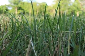 Close up of grass