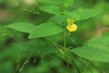 Wild flower close up