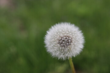 Dandelion with white down close up