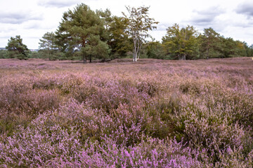 Heather flowers blooming in a field. 