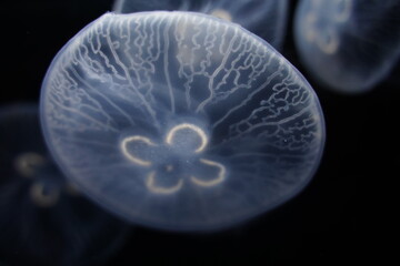 Obraz premium Moon jelly,aurelia aurita in aquarium in Tokyo, Japan. jelly fish.