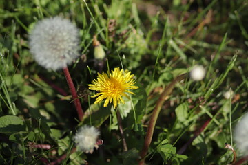 Yellow dandelion close up