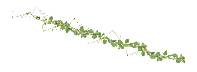 Heart shaped green leaves climbing vines ivy of cowslip creeper (Telosma cordata) the creeper forest plant growing in wild isolated on white background, clipping path included. © nature design