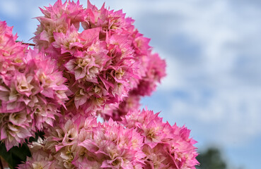 Close up light pink bougainvillea flower at garden