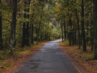 Asphalt road in the middle of the forest