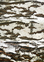 macro photo texture trees birch.