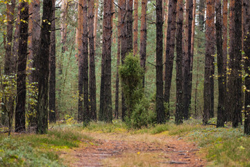 Road in the middle of the forest
