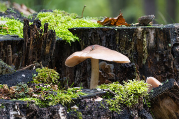 Mushroom grows on trunk next to moss