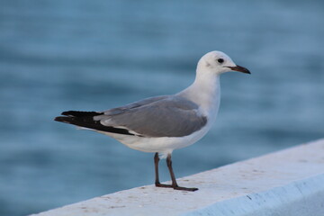 seagull on the beach