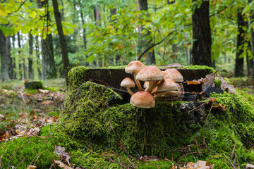 Mushrooms grows in old trunk