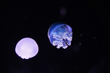 Jelly blubber, Catostylus mosaicus in aquarium in Tokyo, Japan. Jellyfish.
