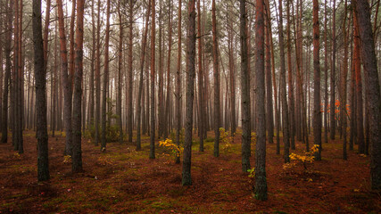 Fototapeta premium Jesień w lesie sosnowym