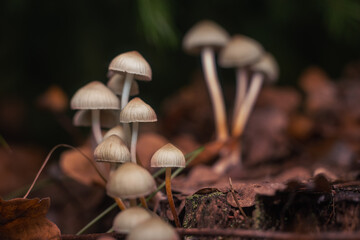 Psilocybe Bohemica mushrooms in the autumn forest among fallen leaves