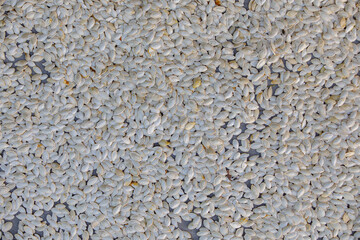 watermelon seeds dry in the sun, many seeds