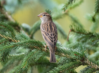 sparrow sits on a spruce branch