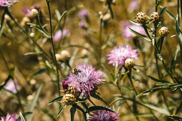 Insect on a flower